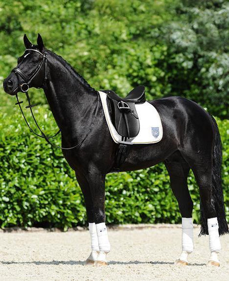 proper-saddle-fit-to-horse