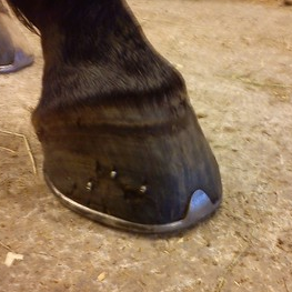 Sesamoiditis-In-Horses-Treatment