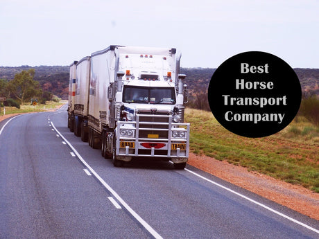 starting-a-horse-transport-business