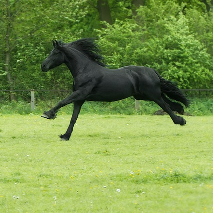 how-much-does-a-friesian-horse-cost