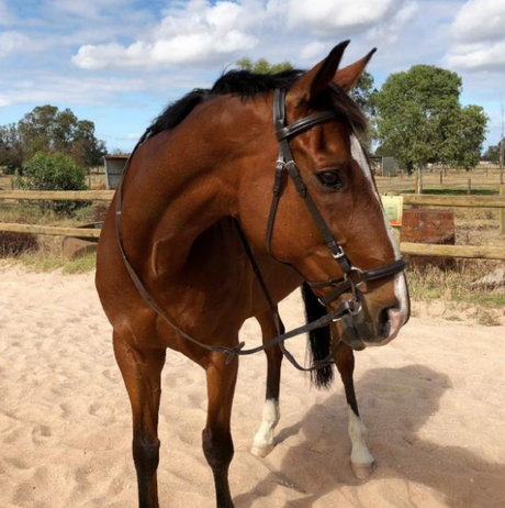 best-bitless-bridle-for-dressage