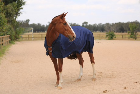 cheap-horse-tack-for-sale