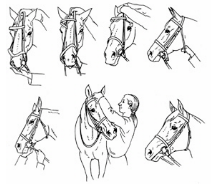 how-to-tack-up-a-horse