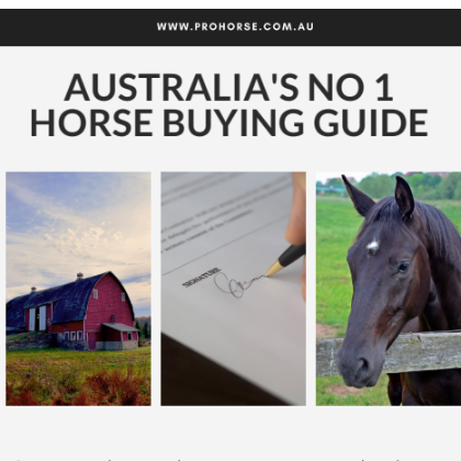 horses-for-sale