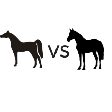 arabian-horse-vs-enlish-horse
