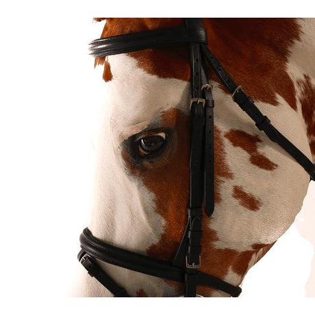 a close up of a horse wearing a harness 
