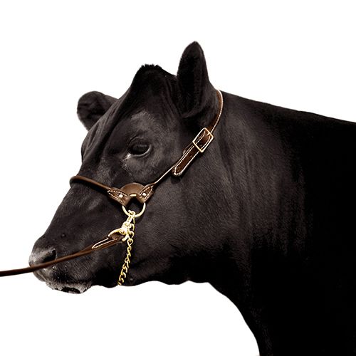 Leather Show Halter with Lead Large (Black)