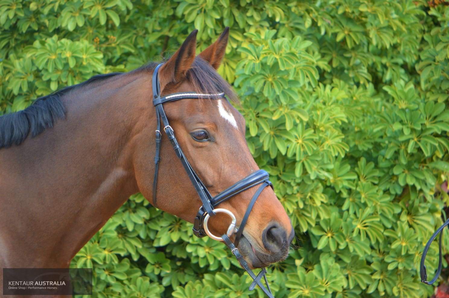 Kentaur 'Griffin' Dressage Bridle – ProHorse